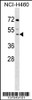 Western blot analysis in NCI-H460 cell line lysates (35ug/lane) .