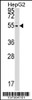 Western blot analysis in HepG2 cell line lysates (35ug/lane) .