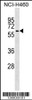 Western blot analysis in NCI-H460 cell line lysates (35ug/lane) .