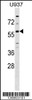 Western blot analysis in U937 cell line lysates (35ug/lane) .