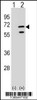 Western blot analysis of POLR3C using rabbit polyclonal POLR3C Antibody using 293 cell lysates (2 ug/lane) either nontransfected (Lane 1) or transiently transfected (Lane 2) with the POLR3C gene.