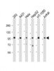 Western Blot at 1:2000 dilution Lane 1: 293 whole cell lysate Lane 2: A431 whole cell lysate Lane 3: Hela whole cell lysate Lane 4: HepG2 whole cell lysate Lane 5: HT-1080 whole cell lysate Lane 6: Jurkat whole cell lysate Lysates/proteins at 20 ug per lane.
