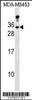 Western blot analysis in MDA-MB453 cell line lysates (35ug/lane) .