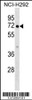 Western blot analysis in NCI-H292 cell line lysates (35ug/lane) .