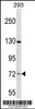 Western blot analysis in 293 cell line lysates (35ug/lane) .