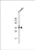 Western Blot at 1:1000 dilution + human testis lysate Lysates/proteins at 20 ug per lane.