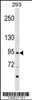 Western blot analysis in 293 cell line lysates (35ug/lane) .