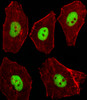 Fluorescent image of A549 cells stained with XAF1 Mouse Stk11 Antibody . AP17316b was diluted at 1:100 dilution. An Alexa Fluor 488-conjugated goat anti-rabbit lgG at 1:400 dilution was used as the secondary antibody (green) . Cytoplasmic actin was counterstained with Alexa Fluor 555 conjugated with Phalloidin (red) .
