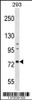 Western blot analysis in 293 cell line lysates (35ug/lane) .