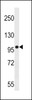 Western blot analysis in U937 cell line lysates (35ug/lane) .