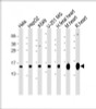 Western Blot at 1:2000 dilution Lane 1: Hela whole cell lysate Lane 2: HepG2 whole cell lysate Lane 3: A549 whole cell lysate Lane 4: U-251 MG whole cell lysate Lane 5: human fetal heart lysate Lane 5: mouse heart lysate Lane 5: rat heart lysate Lysates/proteins at 20 ug per lane.