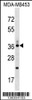 Western blot analysis in MDA-MB453 cell line lysates (35ug/lane) .This demonstrates the detected the CD68/CD68 (kpi) protein (arrow) .