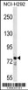 Western blot analysis in NCI-H292 cell line lysates (35ug/lane) .