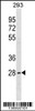 Western blot analysis in 293 cell line lysates (35ug/lane) .