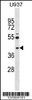 Western blot analysis in U937 cell line lysates (35ug/lane) .