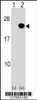 Western blot analysis of RAP2B using rabbit polyclonal RAP2B Antibody using 293 cell lysates (2 ug/lane) either nontransfected (Lane 1) or transiently transfected (Lane 2) with the RAP2B gene.