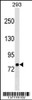 Western blot analysis in 293 cell line lysates (35ug/lane) .