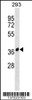 Western blot analysis in 293 cell line lysates (35ug/lane) .