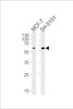 Western blot analysis of lysates from MCF-7, SH-SY5Y cell line (from left to right) , using ZBTB22 Antibody at 1:1000 at each lane.