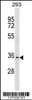 Western blot analysis in 293 cell line lysates (35ug/lane) .