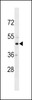 Western blot analysis in HL-60 cell line lysates (35ug/lane) .