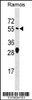 Western blot analysis in Ramos cell line lysates (35ug/lane) .