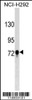 Western blot analysis in NCI-H292 cell line lysates (35ug/lane) .