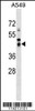 Western blot analysis in A549 cell line lysates (35ug/lane) .