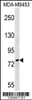 Western blot analysis in MDA-MB453 cell line lysates (35ug/lane) .