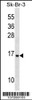 Western blot analysis in SK-BR-3 cell line lysates (35ug/lane) .