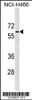 Western blot analysis in NCI-H460 cell line lysates (35ug/lane) .