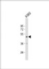 Western Blot at 1:1000 dilution + K562 whole cell lysate Lysates/proteins at 20 ug per lane.