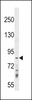 Western blot analysis in 293 cell line lysates (35ug/lane) .