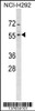 Western blot analysis in NCI-H292 cell line lysates (35ug/lane) .