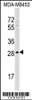 Western blot analysis in MDA-MB453 cell line lysates (35ug/lane) .