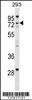 Western blot analysis in 293 cell line lysates (35ug/lane) .