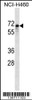 Western blot analysis in NCI-H460 cell line lysates (35ug/lane) .