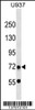 Western blot analysis in U937 cell line lysates (35ug/lane) .