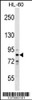 Western blot analysis in HL-60 cell line lysates (35ug/lane) .