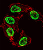 Fluorescent confocal image of HepG2 cell stained with ARGFX Antibody .HepG2 cells were fixed with 4% PFA (20 min) , permeabilized with Triton X-100 (0.1%, 10 min) , then incubated with ARGFX primary antibody (1:25) . For secondary antibody, Alexa Fluor 488 conjugated donkey anti-rabbit antibody (green) was used (1:400) .Cytoplasmic actin was counterstained with Alexa Fluor 555 (red) conjugated Phalloidin (7units/ml) . Nuclei were counterstained with DAPI (blue) (10 ug/ml, 10 min) . ARGFX immunoreactivity is localized to Nucleus significantly.