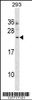 Western blot analysis in 293 cell line lysates (35ug/lane) .