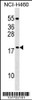 Western blot analysis in NCI-H460 cell line lysates (35ug/lane) .