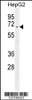 Western blot analysis in HepG2 cell line lysates (35ug/lane) .