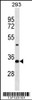 Western blot analysis in 293 cell line lysates (35ug/lane) .