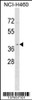 Western blot analysis in NCI-H460 cell line lysates (35ug/lane) .