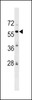 Western blot analysis in HepG2 cell line lysates (35ug/lane) .