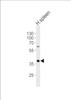 Western blot analysis of lysate from human spleen tissue lysate, using CD40 Antibody at 1:1000.