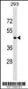 Western blot analysis in 293 cell line lysates (35ug/lane) .