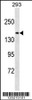 Western blot analysis in 293 cell line lysates (35ug/lane) .