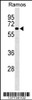 Western blot analysis in Ramos cell line lysates (35ug/lane) .